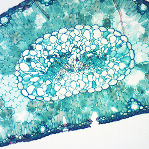BB.4200 BioBlue Monocular Students microscope SMP 4/10/S40x semi plan objectives, plain stage with clamps and 1 W LED cordless illumination